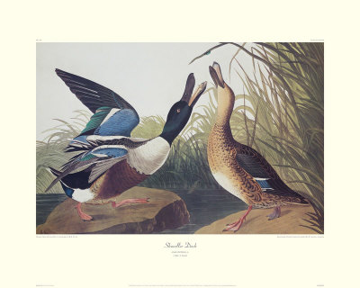 Shoveller Duck by John James Audubon Pricing Limited Edition Print image
