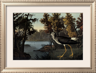 Yellow Shank by John James Audubon Pricing Limited Edition Print image