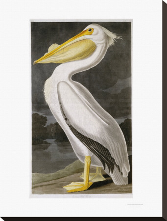 American White Pelican by John James Audubon Pricing Limited Edition Print image