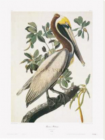 Brown Pelican by John James Audubon Pricing Limited Edition Print image