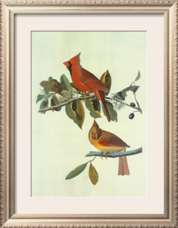 Cardinal Grosbeak by John James Audubon Pricing Limited Edition Print image