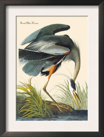 Great Blue Heron by John James Audubon Pricing Limited Edition Print image