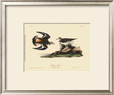 Kildeer Plover by John James Audubon Pricing Limited Edition Print image