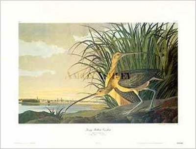 Long Billed Curlew by John James Audubon Pricing Limited Edition Print image
