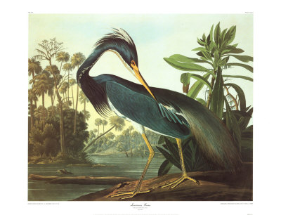 Louisiana Heron by John James Audubon Pricing Limited Edition Print image