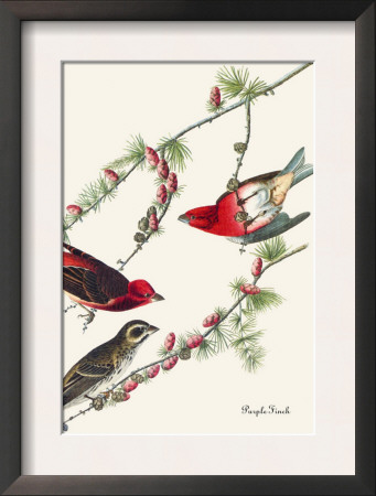 Purple Finch by John James Audubon Pricing Limited Edition Print image
