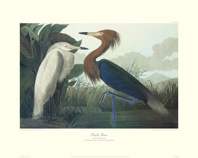 Purple Heron by John James Audubon Pricing Limited Edition Print image