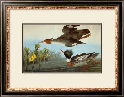 Red Breasted Merganser by John James Audubon Pricing Limited Edition Print image