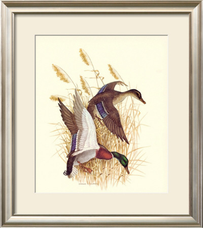 Mallards by Charles Murphy Pricing Limited Edition Print image