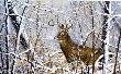 Winter Refuge by Jack Paluh Limited Edition Print