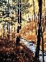 Autumn Flush by Jack Paluh Limited Edition Print
