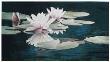 Reflected Lily by Arleta Pech Limited Edition Pricing Art Print