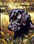 Black Lab Retriever by Guy Coheleach Limited Edition Print