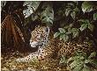 Jungle Cover Jaguar by Guy Coheleach Limited Edition Print