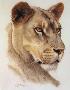 Lioness Head by Guy Coheleach Limited Edition Print