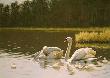 Mute Swan by Guy Coheleach Limited Edition Pricing Art Print