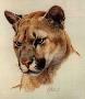 Western Puma Head by Guy Coheleach Limited Edition Pricing Art Print