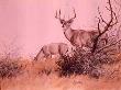 Whitetailed Deer by Guy Coheleach Limited Edition Print