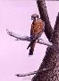 American Kestrel by Guy Coheleach Limited Edition Print