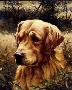 Golden Retriever by Guy Coheleach Limited Edition Print