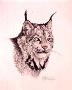 Lynx by Guy Coheleach Limited Edition Pricing Art Print