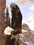 American Bald Eagle by Guy Coheleach Limited Edition Print