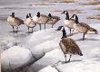 Canadian Geese by Guy Coheleach Limited Edition Print