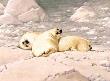 Baby Harp Seal Io by Guy Coheleach Limited Edition Print