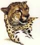 Cheetah Head Io by Guy Coheleach Limited Edition Print