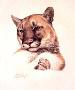 Cats America Puma by Guy Coheleach Limited Edition Pricing Art Print