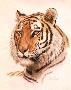 Siberian Tiger 1971 by Guy Coheleach Limited Edition Print