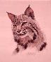 Cats America Bobcat by Guy Coheleach Limited Edition Pricing Art Print