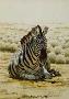 Sitting Zebra by Guy Coheleach Limited Edition Print