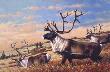 Caribou 1974 by Guy Coheleach Limited Edition Print