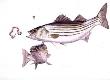 Striped Bass by Guy Coheleach Limited Edition Print