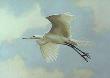 American Egret 1972 by Guy Coheleach Limited Edition Print