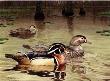 Wood Duck 1981 by Guy Coheleach Limited Edition Print