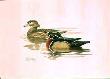 Wood Duck by Guy Coheleach Limited Edition Print