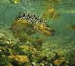 Duped Brown Trout by Mark Susinno Limited Edition Print