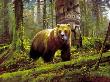 Grizzly Spirit by Michael Coleman Limited Edition Print