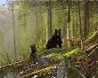 Black Bear Sunapgccnvs by Michael Coleman Limited Edition Print