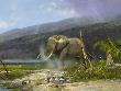 African Tusker by Michael Coleman Limited Edition Pricing Art Print