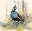 Mountain Quail by Joe Garcia Limited Edition Print