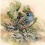 Gambels Quail by Joe Garcia Limited Edition Print