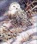 Snowy Owl I by Joe Garcia Limited Edition Print