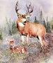 Buck & Fawn by Joe Garcia Limited Edition Pricing Art Print