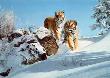 Siberians by Simon Combes Limited Edition Print