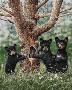 Tree Bears by Robert Sissel Limited Edition Print