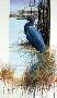 Little Blue Heron by Luke Buck Limited Edition Print