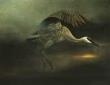 Sandhill Crane I by Gene Roncka Limited Edition Print